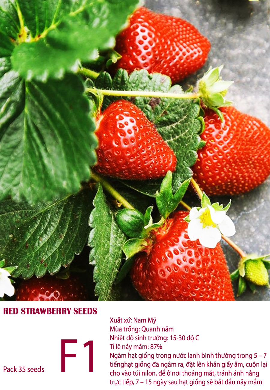 [HCM]Gói  35 hạt giống dâu tây quả to dễ trồng dễ chăm sóc F1 cây sinh trưởng mạnh -tỉ lệ nẩy mầm >85%