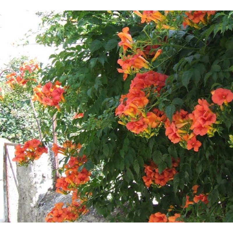 Cây hoa dây lan tiêu