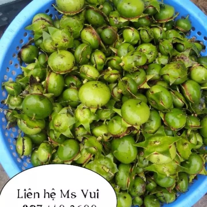 Quả bần chua