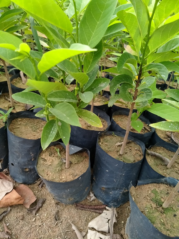 4 Cây Na Dai đang ra hoa