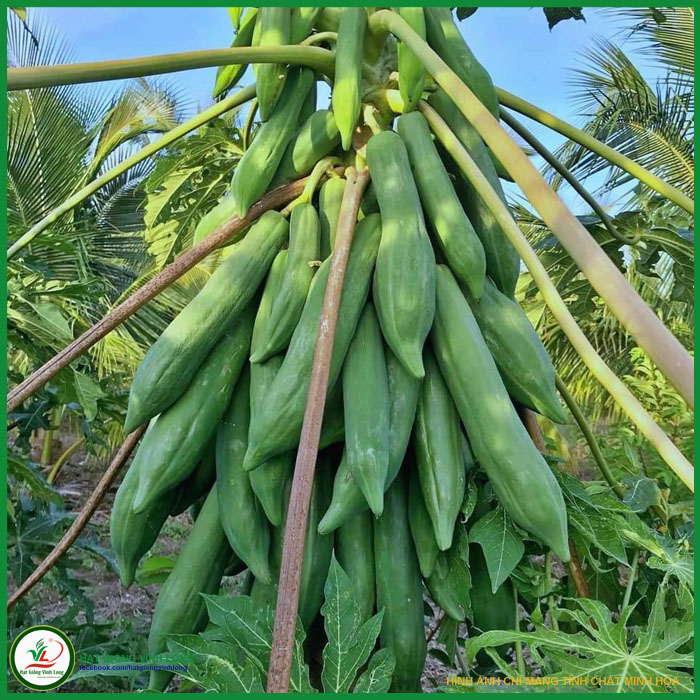 Hạt giống Đu đủ Thái Phuket 537 - 20 hạt, hiệu Rạng Đông chất lượng, nảy mầm cao