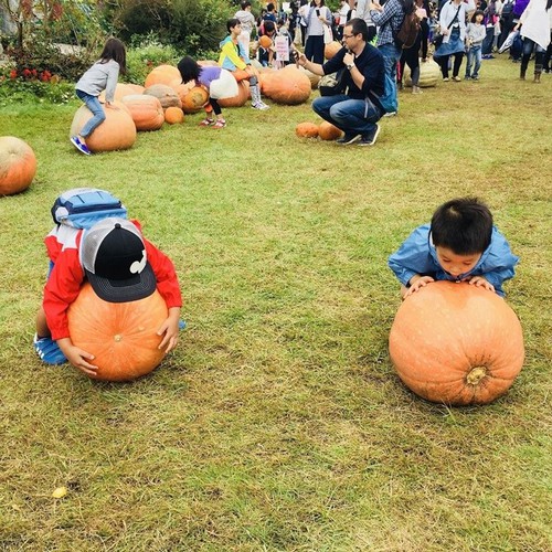 Hạt giống bí đỏ khổng lồ gói 5 hạt