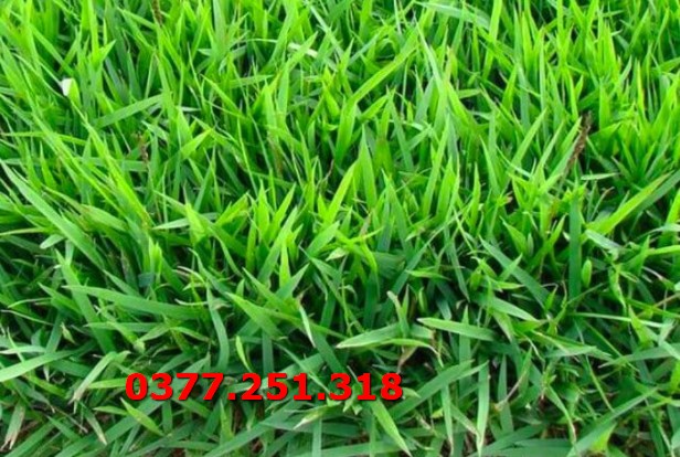 Hạt giống cỏ nhung nhật gói 50g- cỏ trồng thảm cảnh, sân vườn, công trình, cảnh quan...