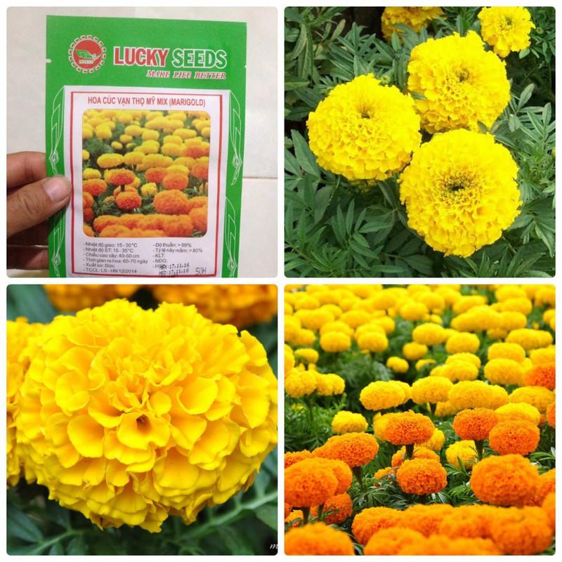 Hạt giống hoa Vạn thọ mỹ - Hạt giống chất lượng cao