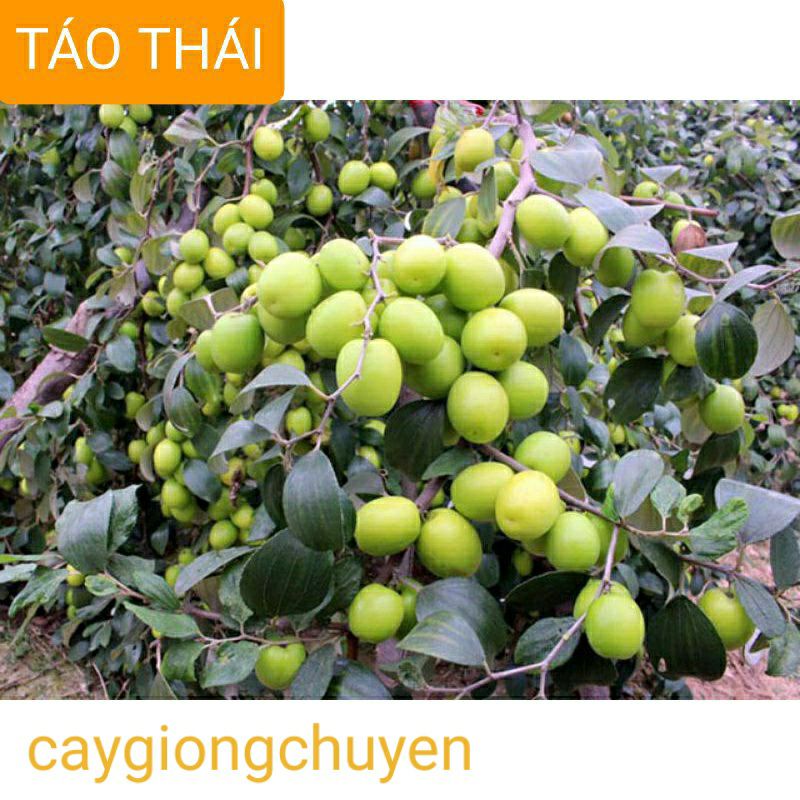 Giống cây táo thái xanh