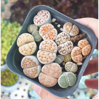Cây sen đá mông sen đá lithops thạch lan 1 năm tuổi