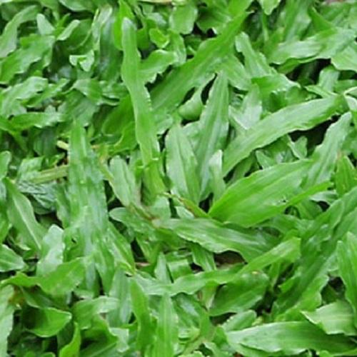 Hạt giống cỏ lá gừng - lucky seed. mỗi túi 1 kg.