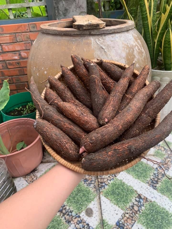 KHOAI MÌ ( Sắn) ,giao hàng nhanh tp hcm