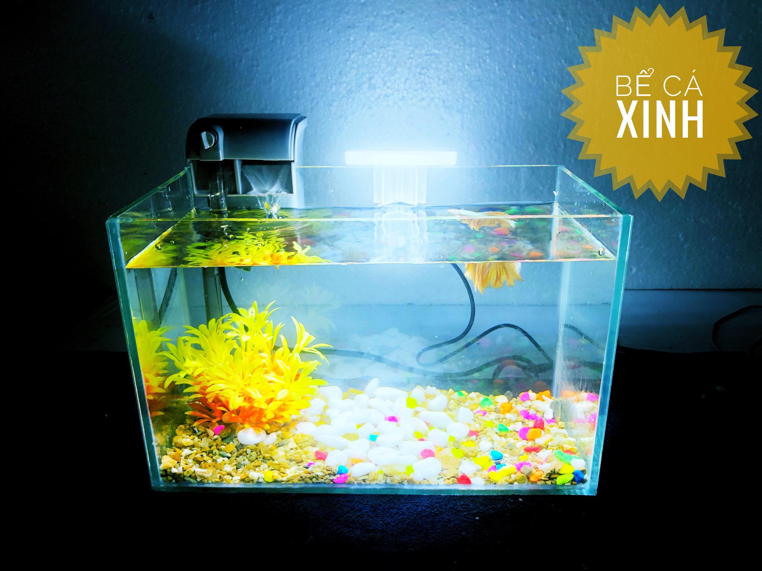 Bộ sản phẩm bể cá mini để bàn
