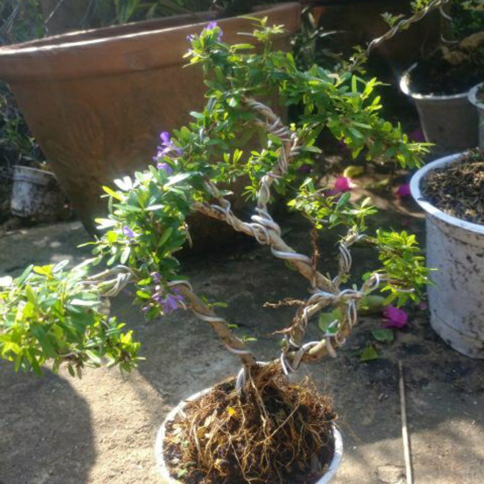 Linh Sam bonsai mini ( để bàn )