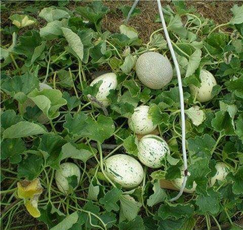 MA263 Gói 10 Hạt Dưa lê silvestar F1