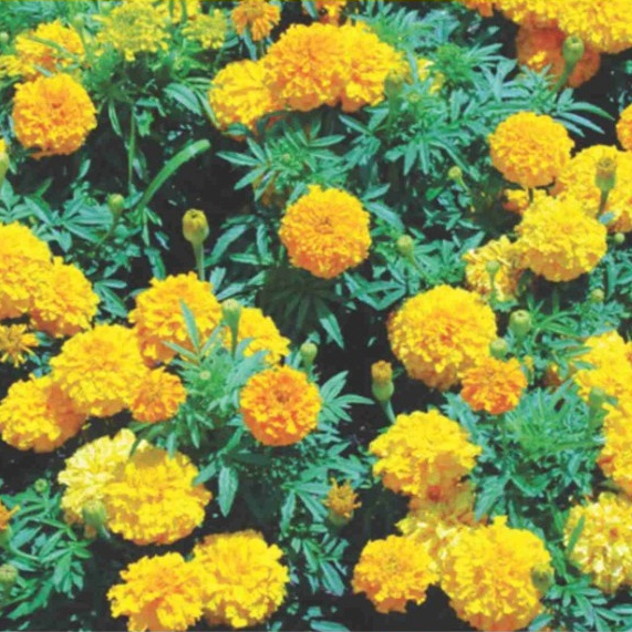 Hạt giống hoa Vạn Thọ Pháp thân cao PTP89 | Phởms Market