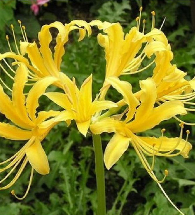 Củ giống hoa bỉ ngạn hoa màu vàng -