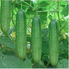 Hạt giống dưa leo , đóng gói 1gr