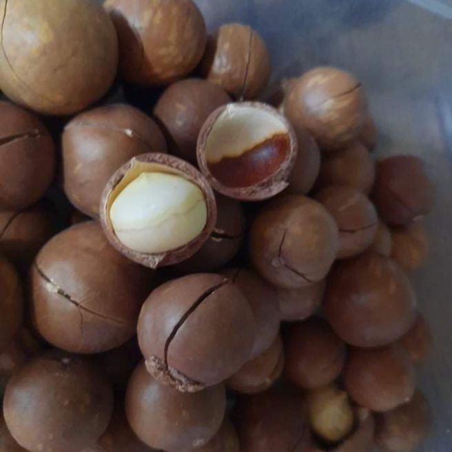 Macca Rang Củi