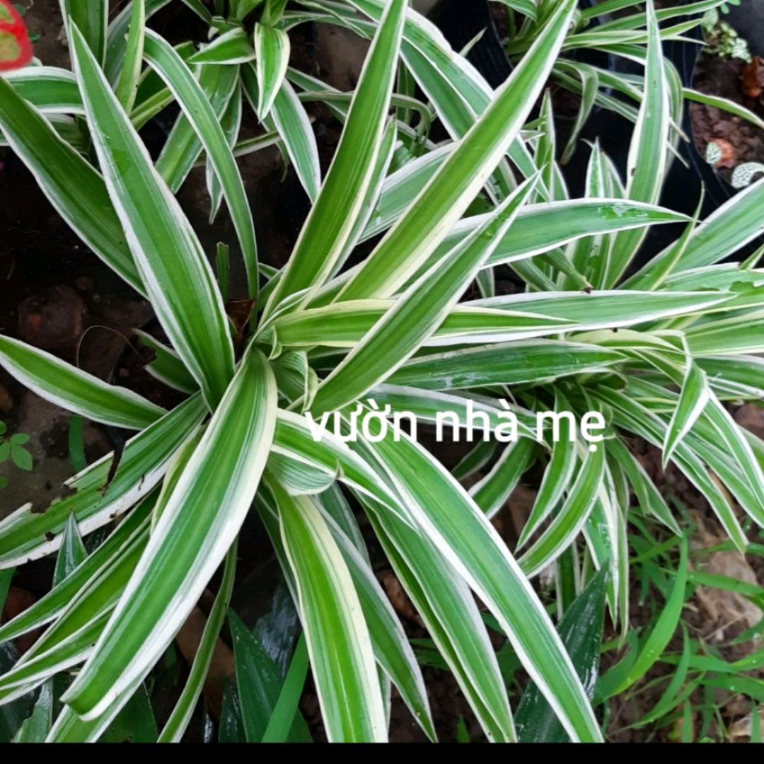 cây cỏ dây nhện ( mẫu tử)