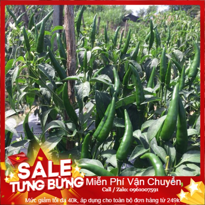 Hạt Giống Ớt Chỉ Thiên F1 - 30 Hạt