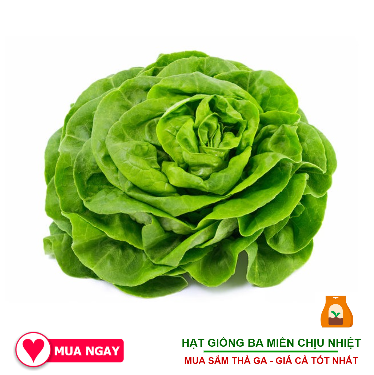 Hạt giống xà lách búp thảo nguyên phú nông