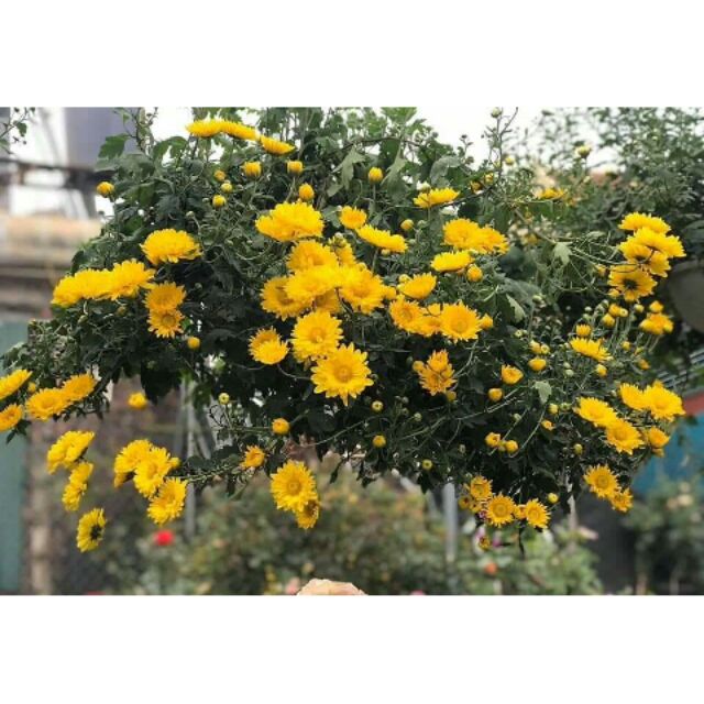 Cây giống cúc chi rủ vàng bông to, bông nhỏ.