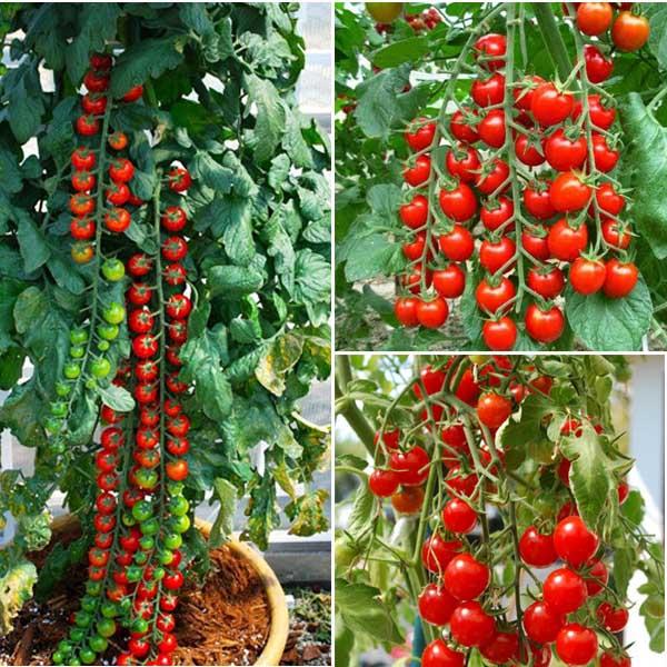 Gói 0.1g cà chua cherry - cà chua bi f1