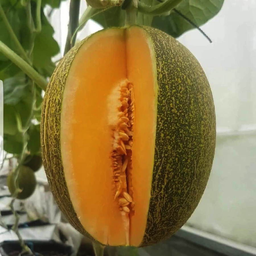 Hạt giống dưa lưới Hami New - 1 trong những giống dưa lưới ngon nhất thị trường