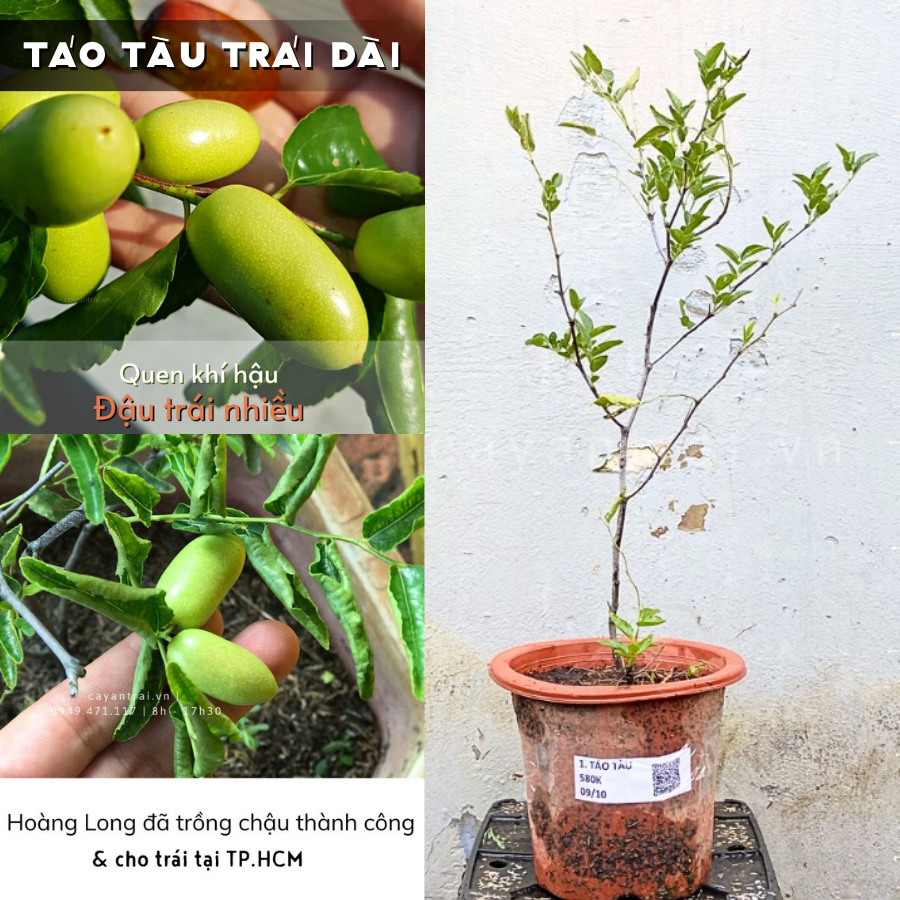 Cây táo tàu trái dài thuần dưỡng khí hậu miền Nam