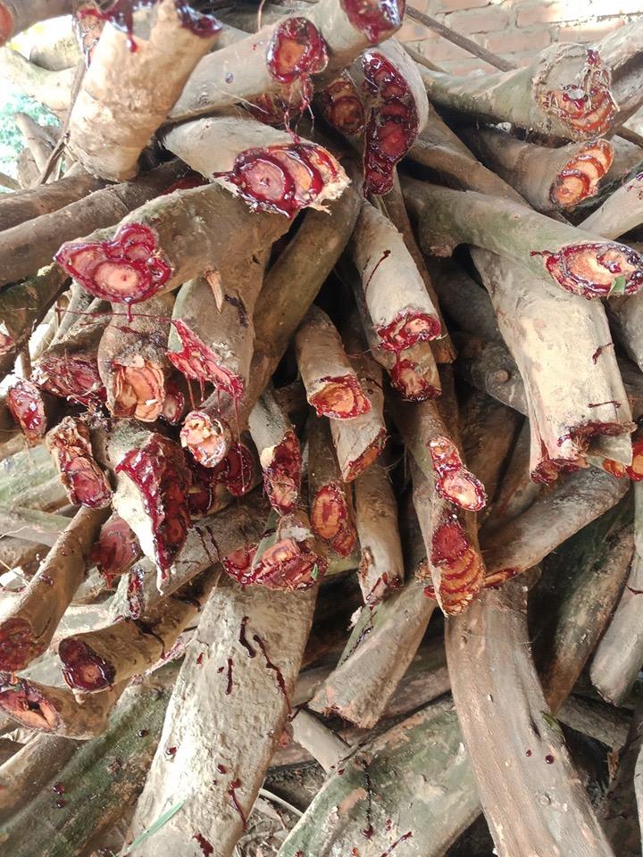 Cây Huyết Đằng Cây Bổ Máu 1kg