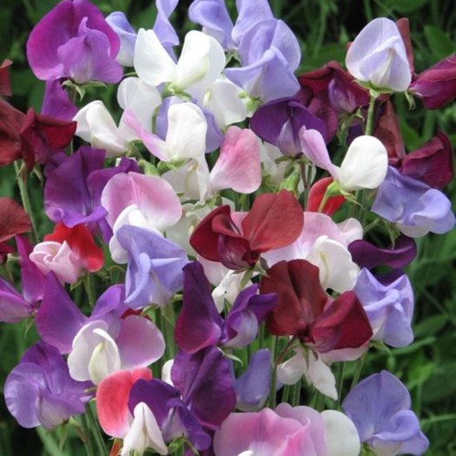 Hạt giống Hoa Đậu Thơm Italy Mix PTP94 | Phởms Market