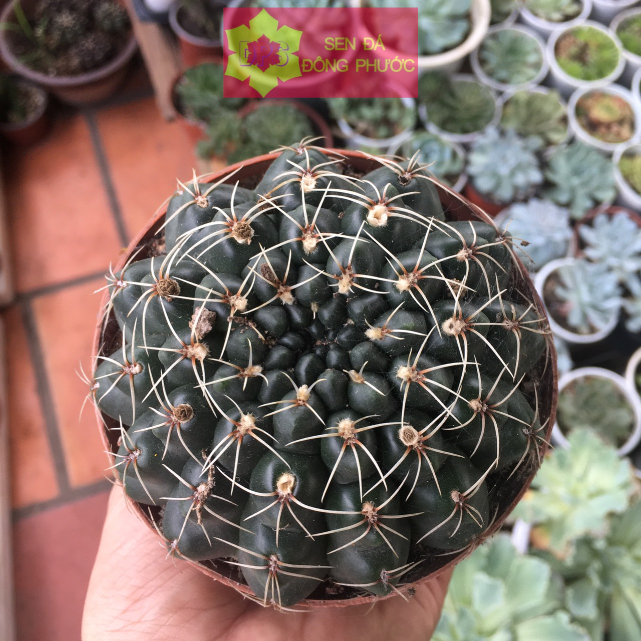 (HCM)-Xương rồng thần long đột biến gai nhiều loại - size đại cây phong thuỷ, cây văn phòng- Sen Đá Đông Phước