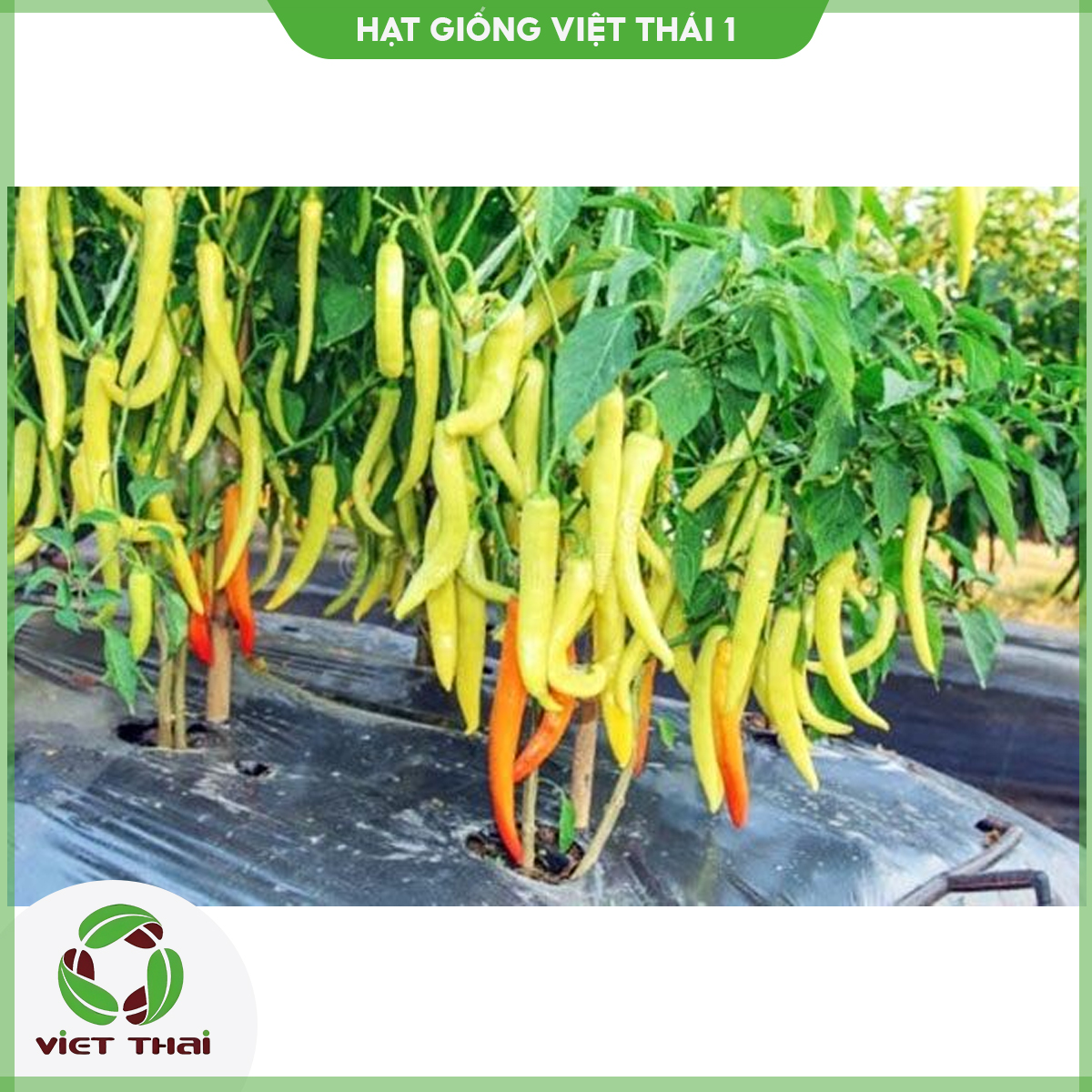Hạt giống ớt sừng vàng - hgvt1