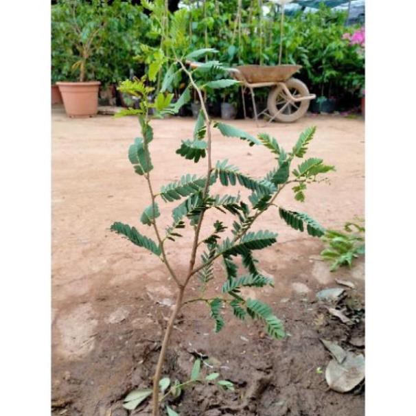 Cây giống me thái, dễ trồng, phù hợp mọi loại đất