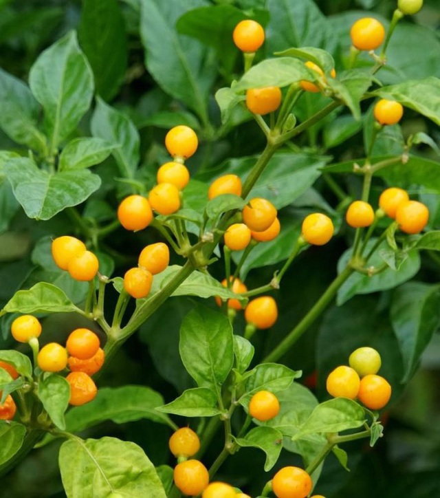Hạt giống Ớt Peru Aji Charapita giống ớt mắc nhất thể giới - Gói 5 hạt