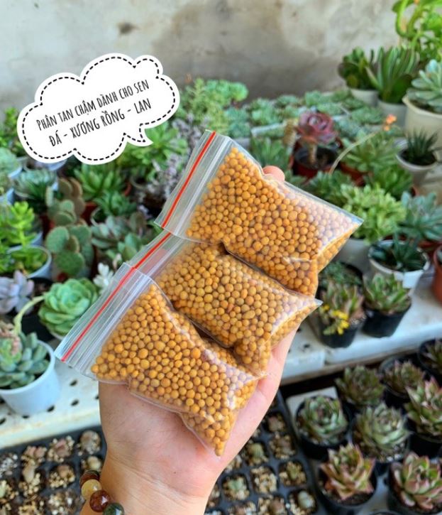 Phân tan chậm dành cho sen đá - xương rồng