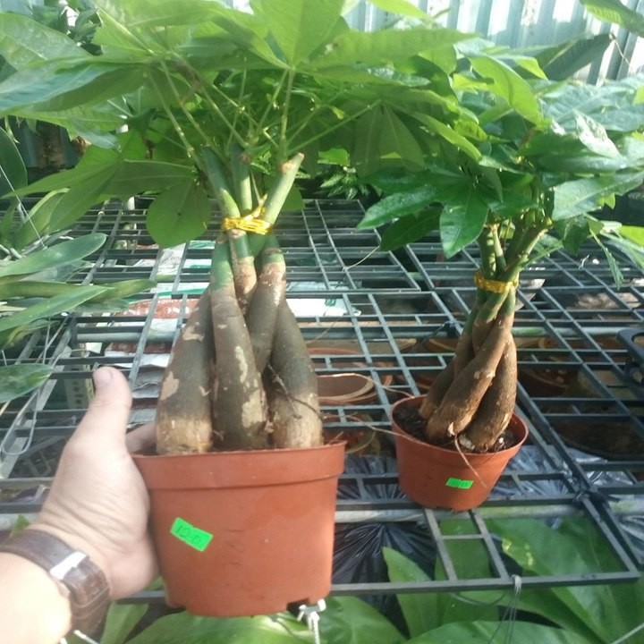 cây kim ngân thắt bính 5