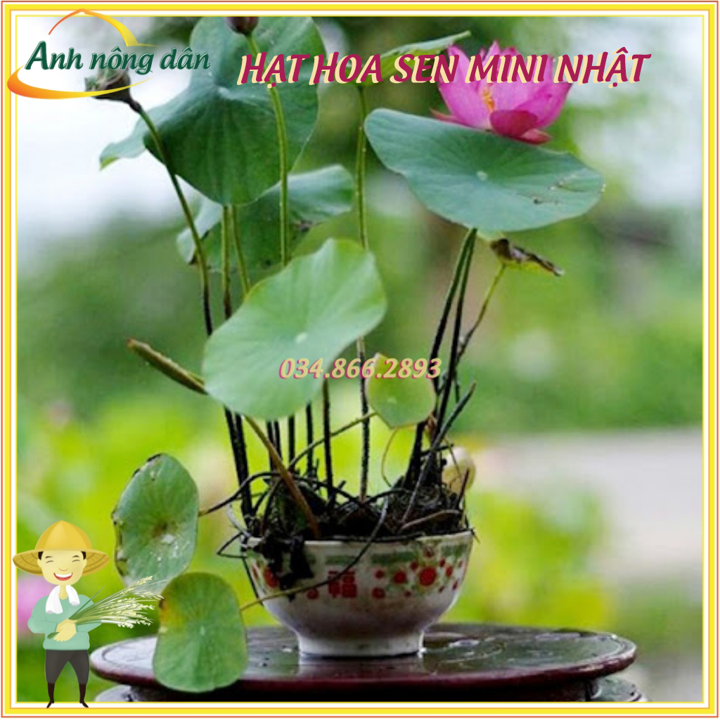 Hạt giống hoa sen Nhật mini nhiều màu - gói 5 hạt chất lượng cao - Anh nông dân chính hiệu