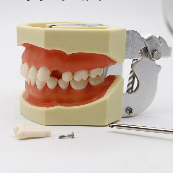 Mô hình nha khoa tập mài răng,Mẫu mô phỏng 28 răng thực hành
