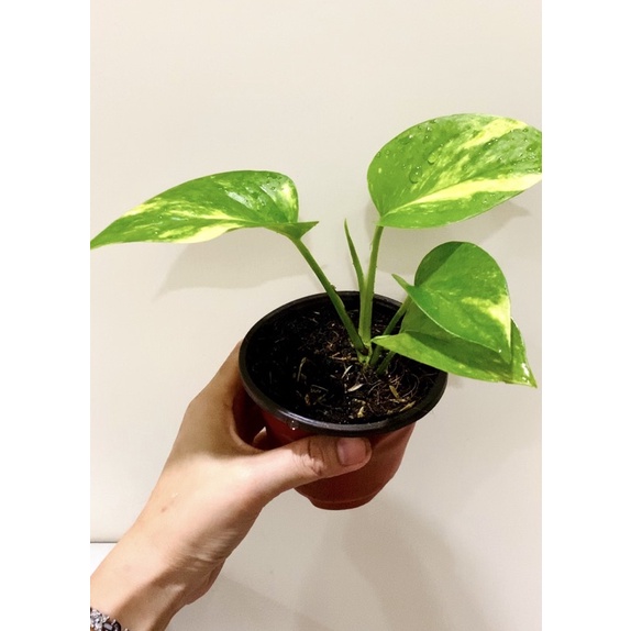 Cây trầu bà Golden Pothos chậu nhựa, trồng thuỷ sinh được