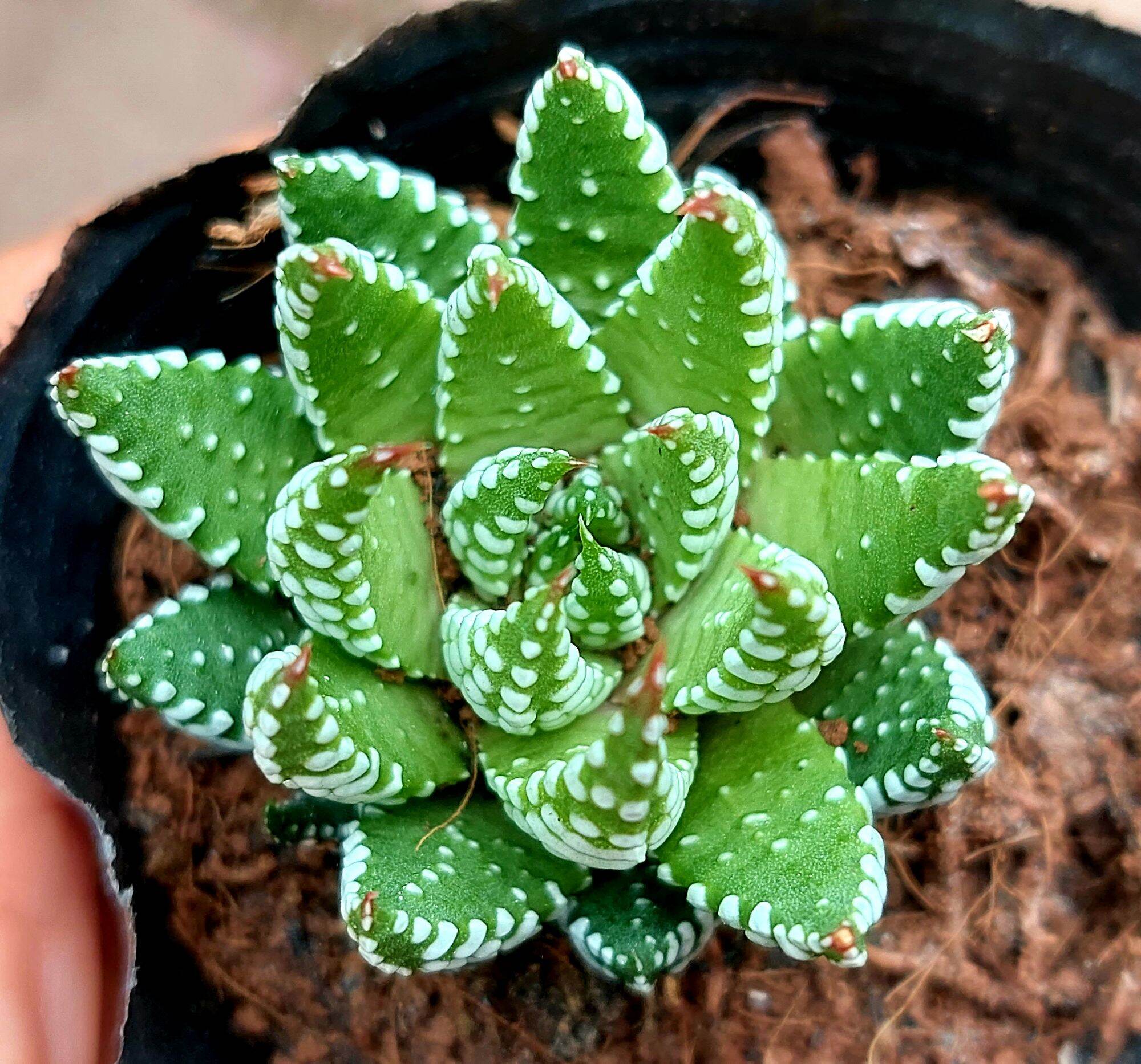 Sen đá móng. rồng size bầu