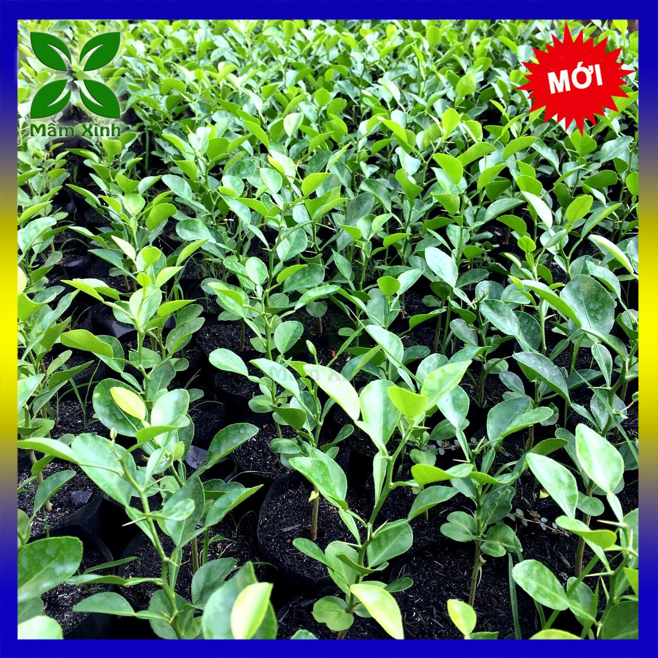 Cây chúc giống an giang, cây chanh thái cao 20-30cm