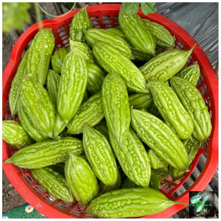 Hạt giống khổ qua f1 , đóng gói 10 hạt