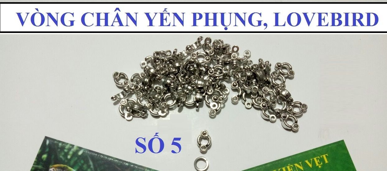 VÒNG CHÂN SỐ 5 CHO YẾN PHỤNG, LOVEBIRD (INOX CAO CẤP NHẬP KHẨU)