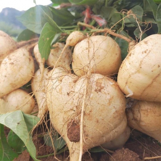 Hạt giống củ đậu gói 1kg - hạt đều đẹp tỷ lệ nảy mầm cao