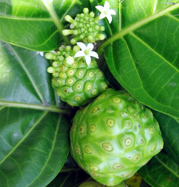 30 HẠT GIỐNG CÂY NHÀU (CÂY NHÀO)