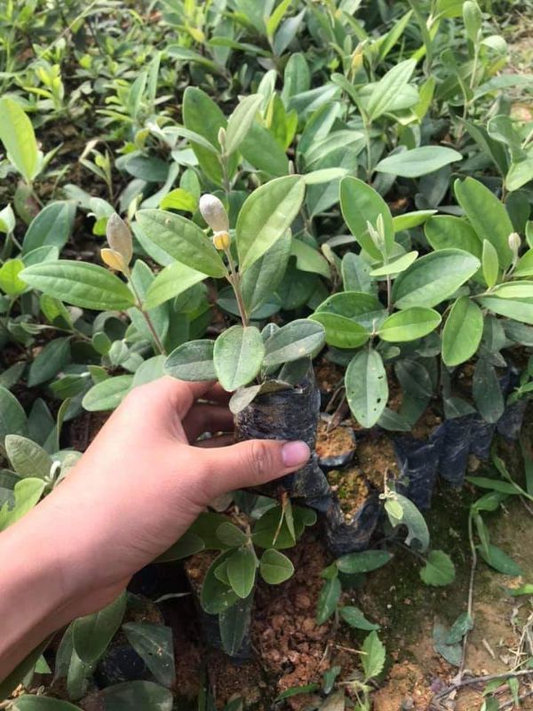 10 cây sim ăn quả