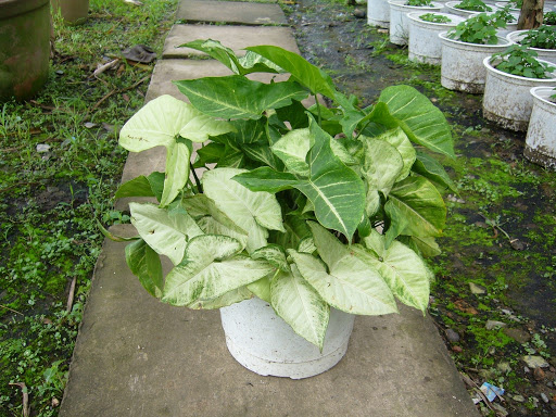 [Cây phong thủy] Trầu bà trắng - Thegioiraumam