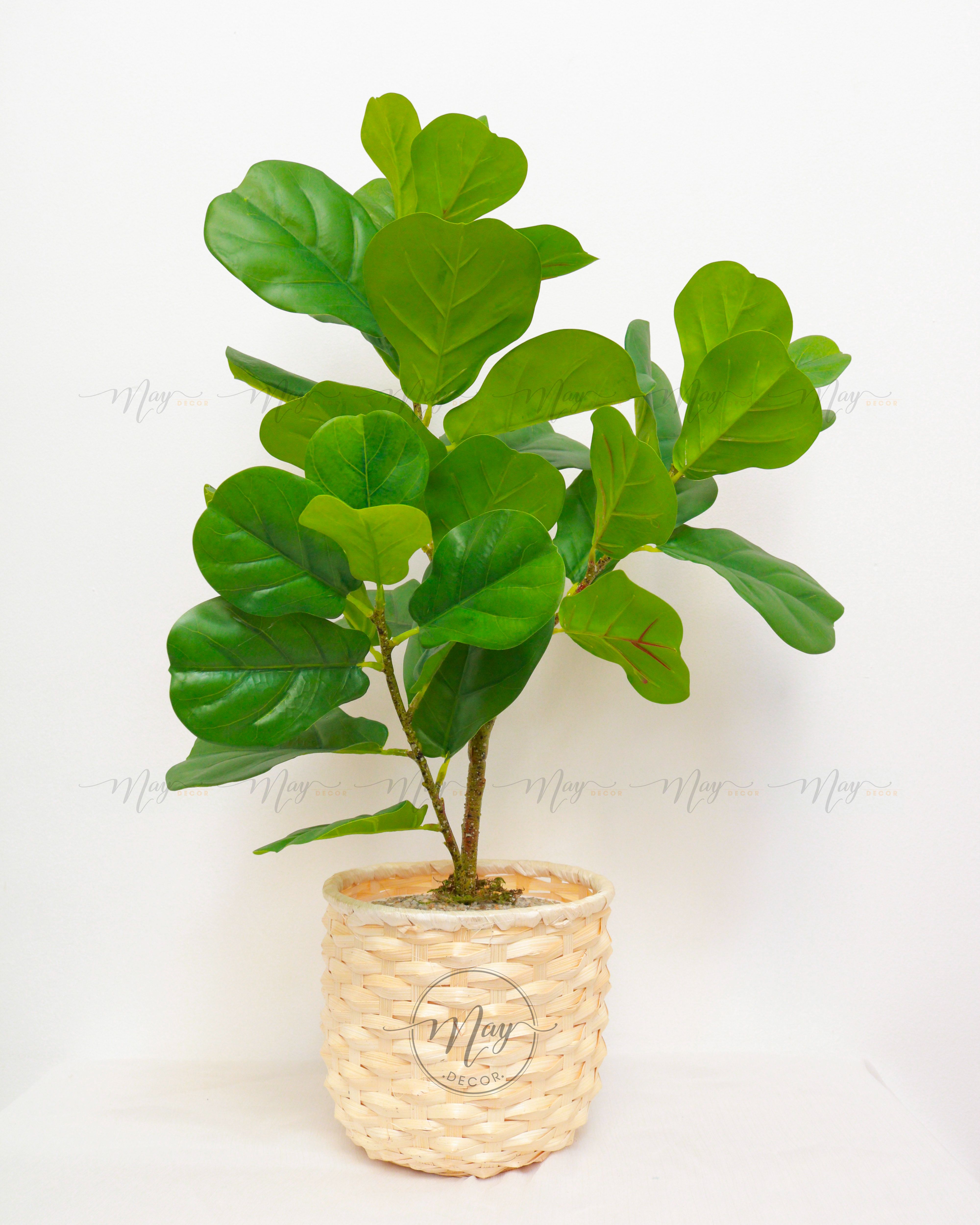 Cây giả, cây bàng Singapore 3 nhánh kèm chậu cao 65cm