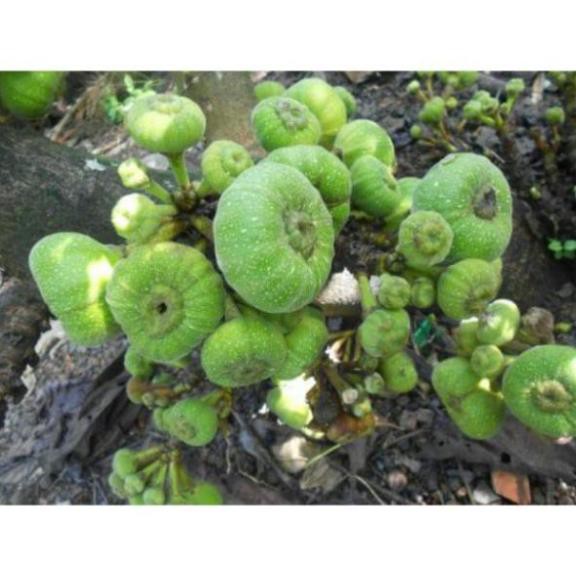 Cây Vả giống ( sung vả) cao 60cm