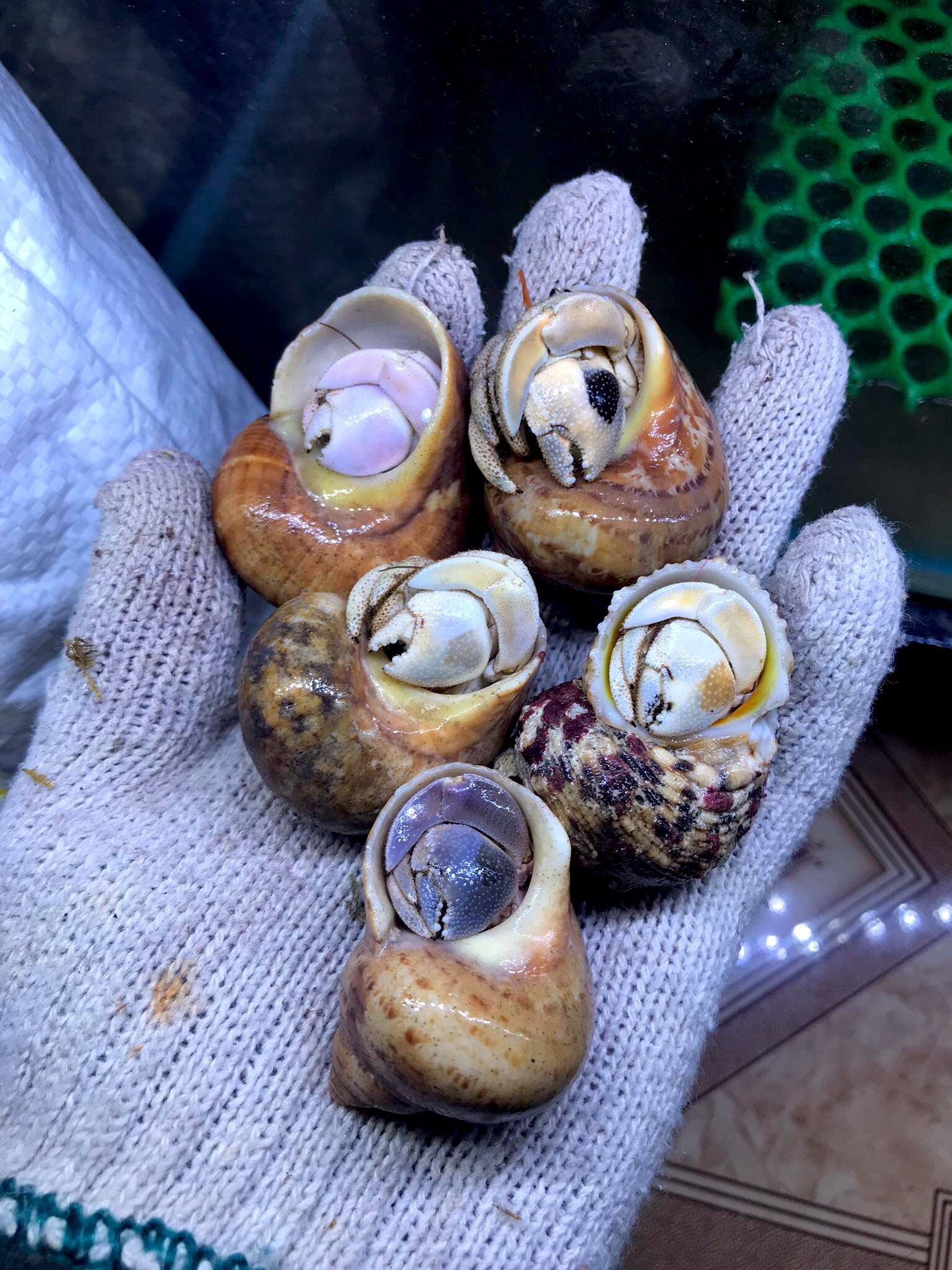 Combo 5 OMH rugos size lớn ngẫu nhiên trang trí hồ cá