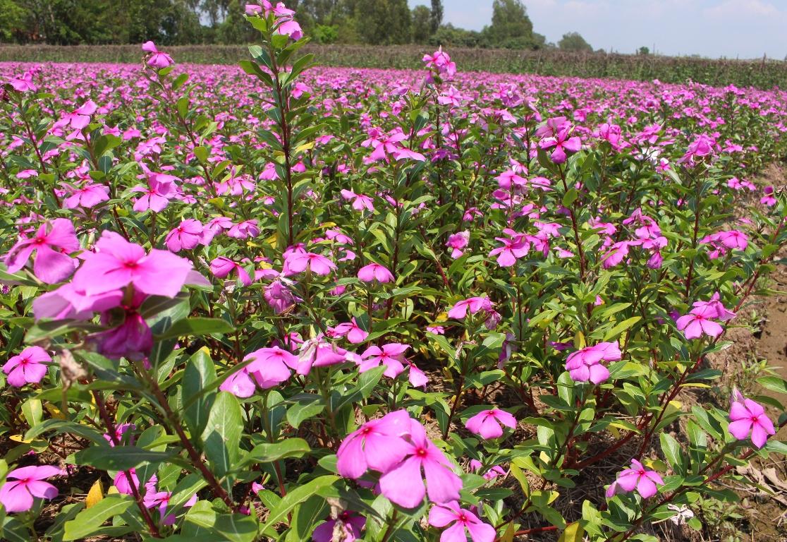 Gói 100 hạt giống hoa dừa cạn hồng đứng - Nanuseeds thích hợp trồng tại các hộ gia đình và trồng sản xuất Hạt nảy mầm từ 6-8 ngày sau khi gieo