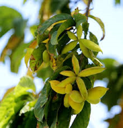 Cây Sang giống, cây phong thủy, mang lại giàu sang phú quý,  hoa đẹp giống chuẩn